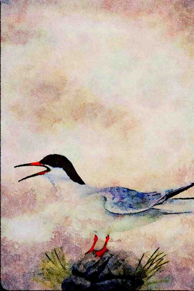 591022 Common Tern A4 Limited Edition Watercolour Print