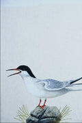 591022 Common Tern A4 Photo Print