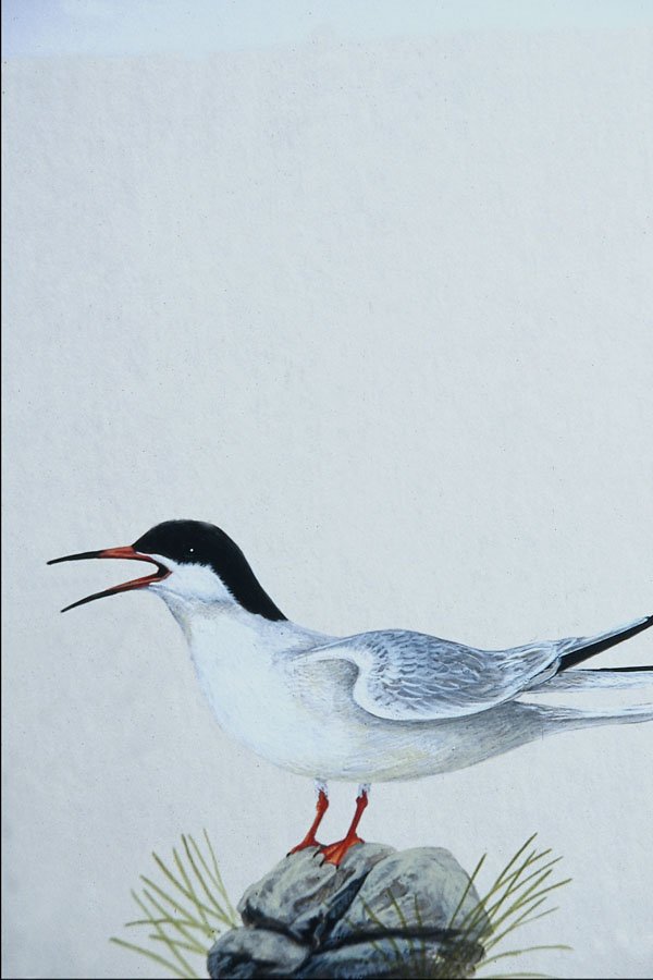591022 Common Tern A4 Photo Print