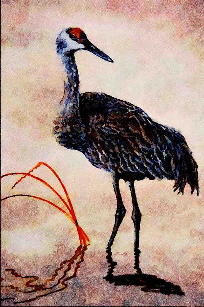 591023 Sandhill Crane A4 Limited Edition Watercolour Print