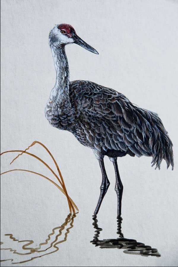591023 Sandhill Crane A4 Photo Print