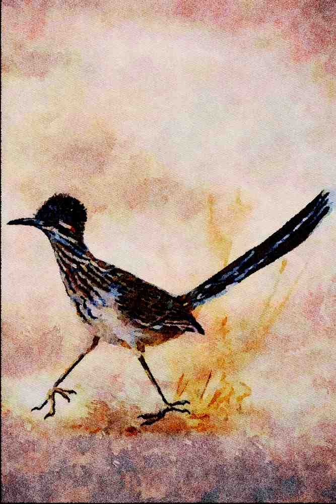 591024 Greater Roadrunner A4 Limited Edition Watercolour Print