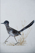591024 Greater Roadrunner A4 Photo Print