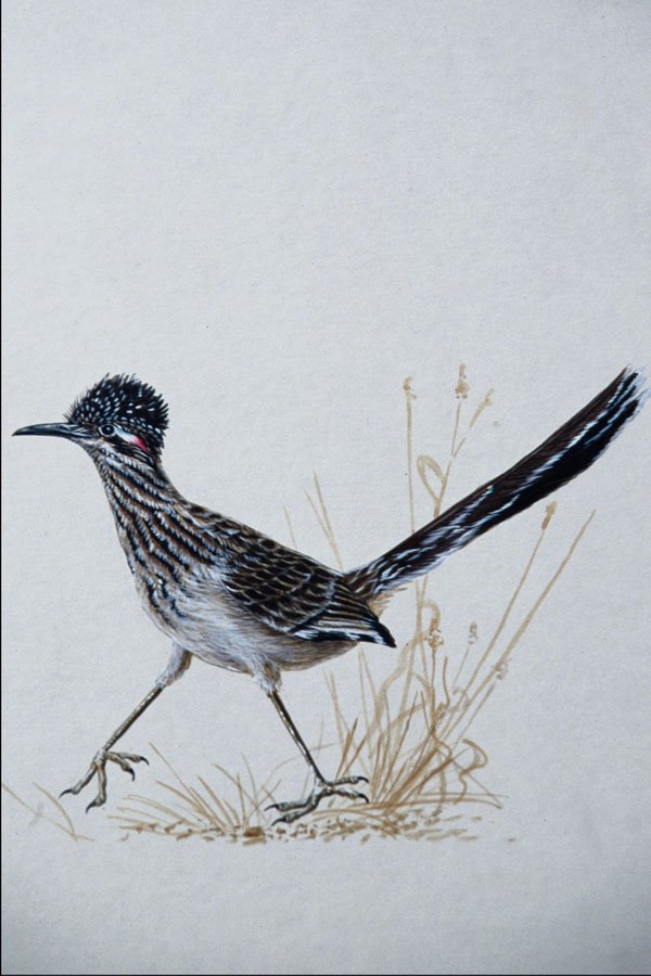 591024 Greater Roadrunner A4 Photo Print