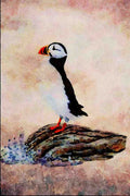 591025 Common Puffin A4 Limited Edition Watercolour Print
