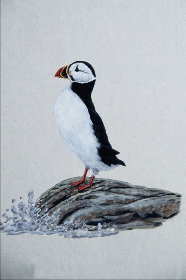 591025 Common Puffin A4 Photo Print