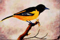 591026 Northern Oriole A4 Limited Edition Watercolour Print