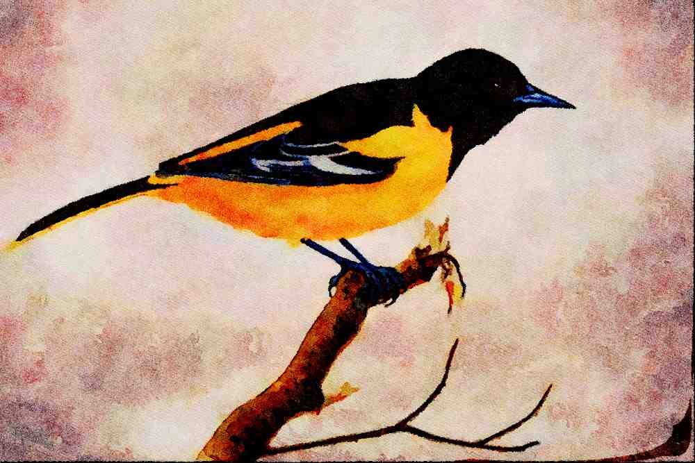 591026 Northern Oriole A4 Limited Edition Watercolour Print