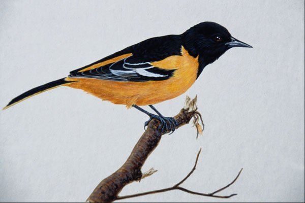 591026 Northern Oriole A4 Photo Print