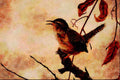 591027 Marsh Wren A4 Limited Edition Watercolour Print