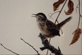 591027 Marsh Wren A4 Photo Print