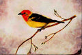 591028 Western Tanager A4 Limited Edition Watercolour Print
