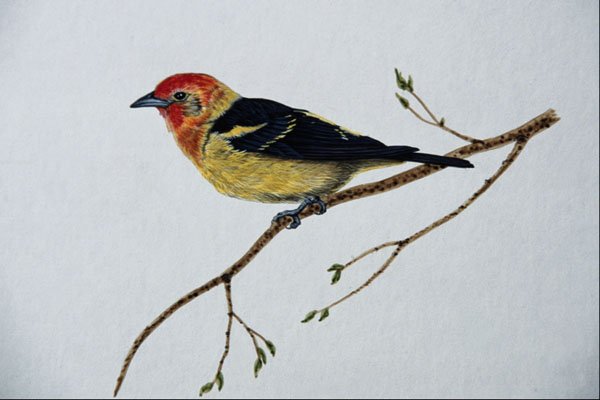 591028 Western Tanager A4 Photo Print