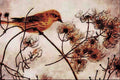 591029 Yellow Warbler A4 Limited Edition Watercolour Print