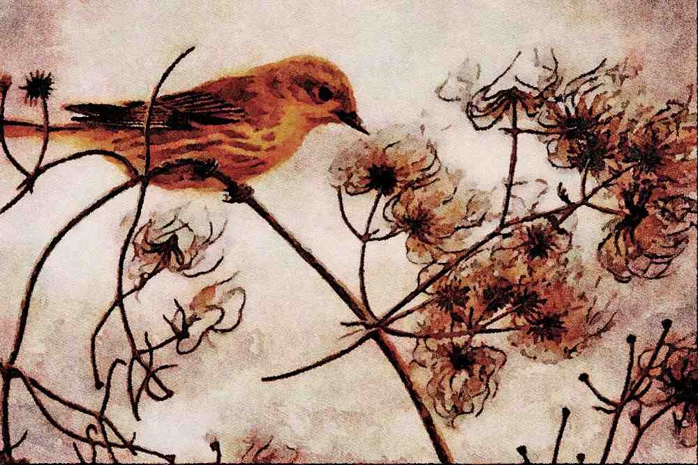 591029 Yellow Warbler A4 Limited Edition Watercolour Print