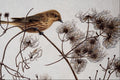 591029 Yellow Warbler A4 Photo Print