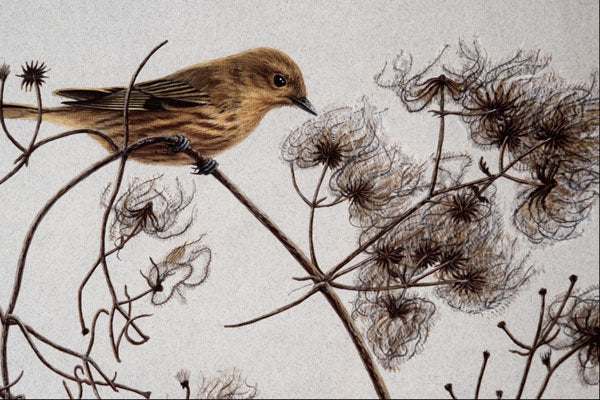 591029 Yellow Warbler A4 Photo Print
