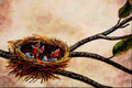 591030 Baby American Robins A4 Limited Edition Watercolour Print