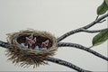591030 Baby American Robins A4 Photo Print