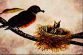 591031 Robin Feeding Young A4 Limited Edition Watercolour Print