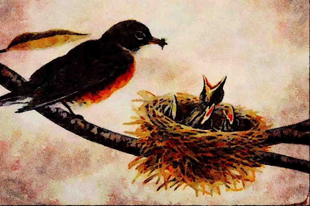 591031 Robin Feeding Young A4 Limited Edition Watercolour Print