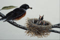 591031 Robin Feeding Young A4 Photo Print