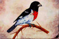 591032 Rose breasted Grosbeak A4 Limited Edition Watercolour Print