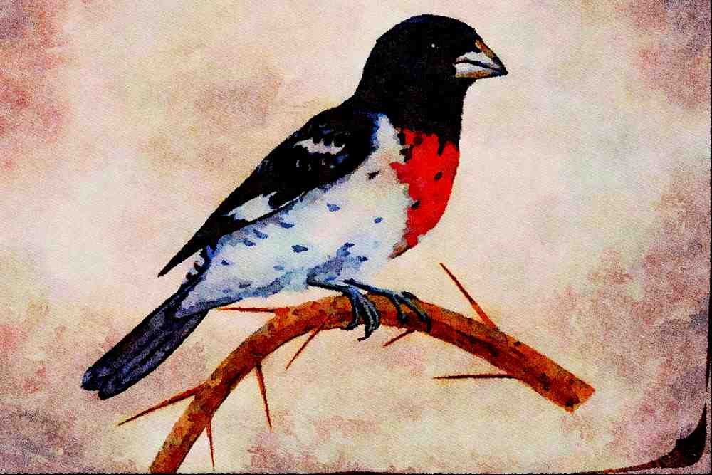 591032 Rose breasted Grosbeak A4 Limited Edition Watercolour Print
