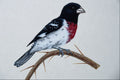 591032 Rose breasted Grosbeak A4 Photo Print