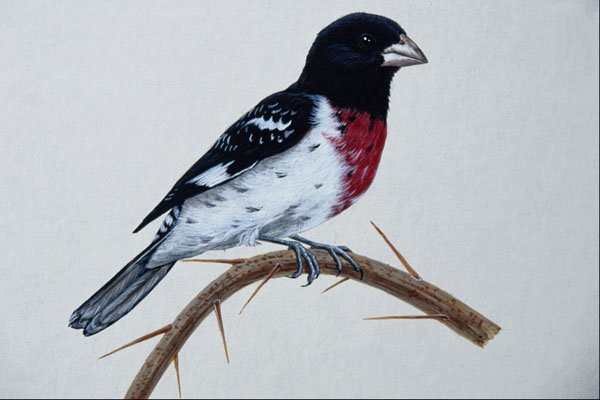 591032 Rose breasted Grosbeak A4 Photo Print