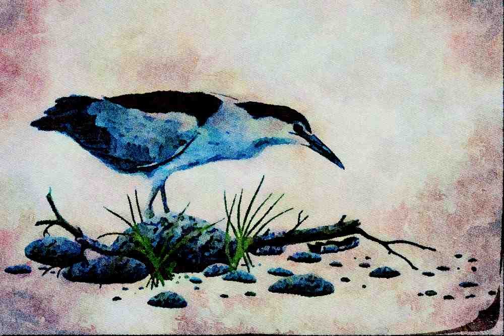 591033 Night Heron A4 Limited Edition Watercolour Print