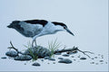 591033 Night Heron A4 Photo Print