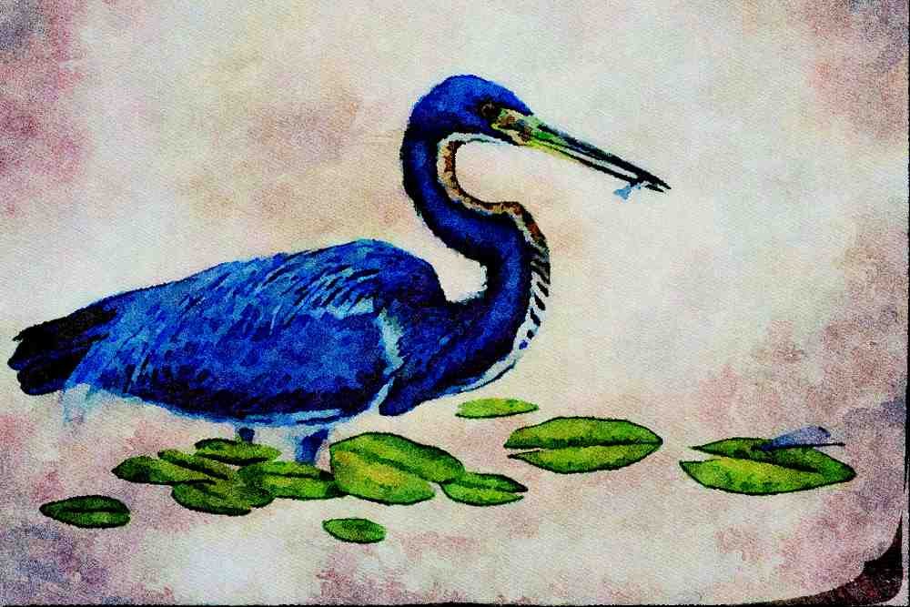 591034 Tricolored Heron A4 Limited Edition Watercolour Print