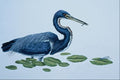 591034 Tricolored Heron A4 Photo Print