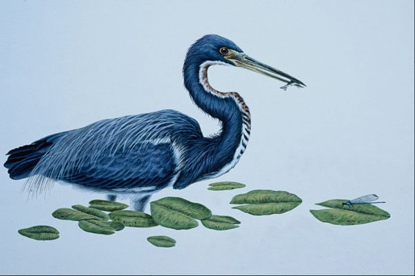 591034 Tricolored Heron A4 Photo Print