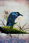 591035 Golden crowned Night Heron A4 Limited Edition Watercolour Print
