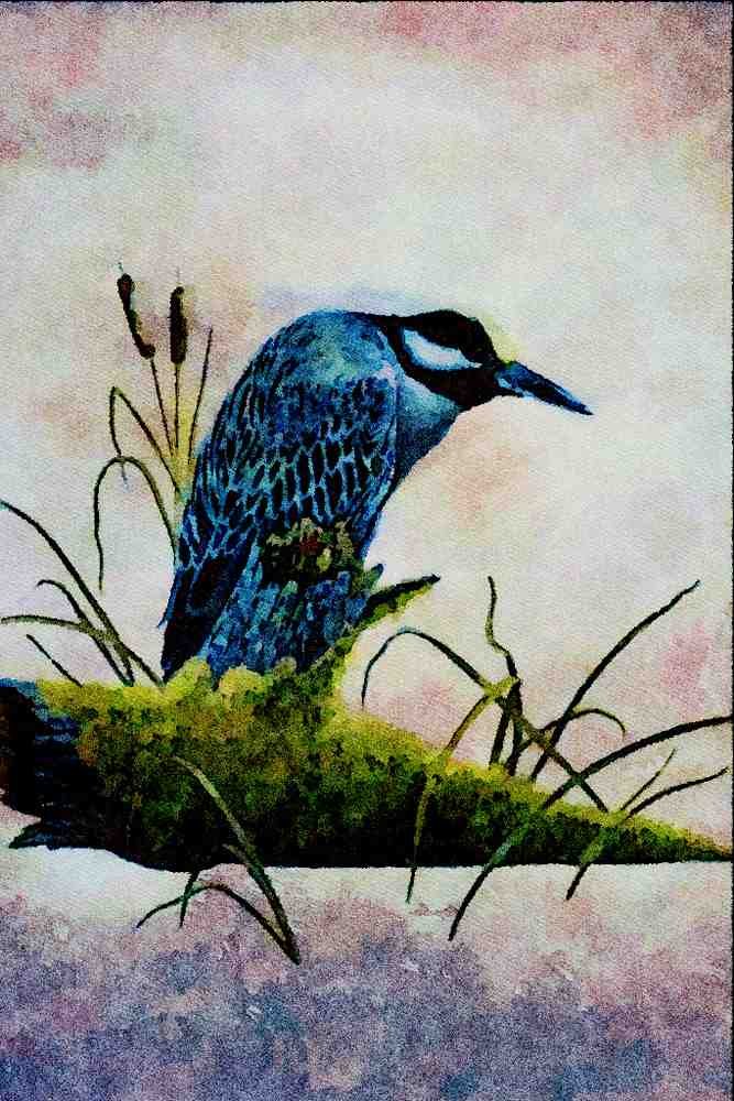 591035 Golden crowned Night Heron A4 Limited Edition Watercolour Print