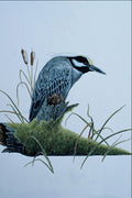 591035 Golden crowned Night Heron A4 Photo Print