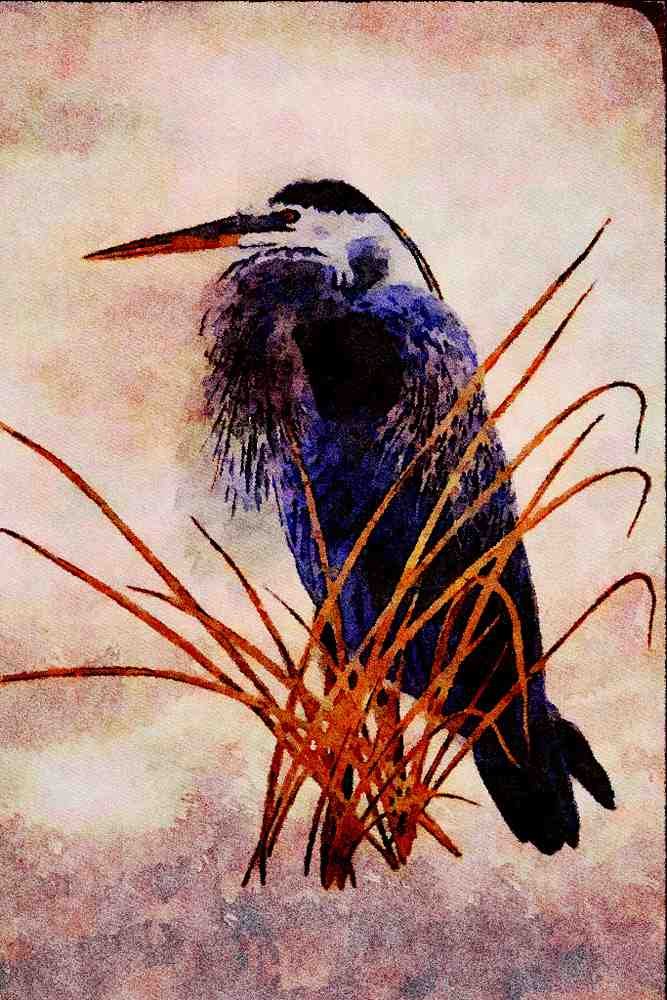591036 Great Blue Heron A4 Limited Edition Watercolour Print