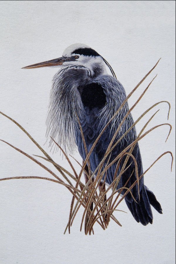 591036 Great Blue Heron A4 Photo Print