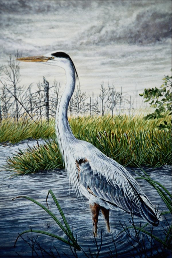 591037 Great Blue Heron A4 Photo Print
