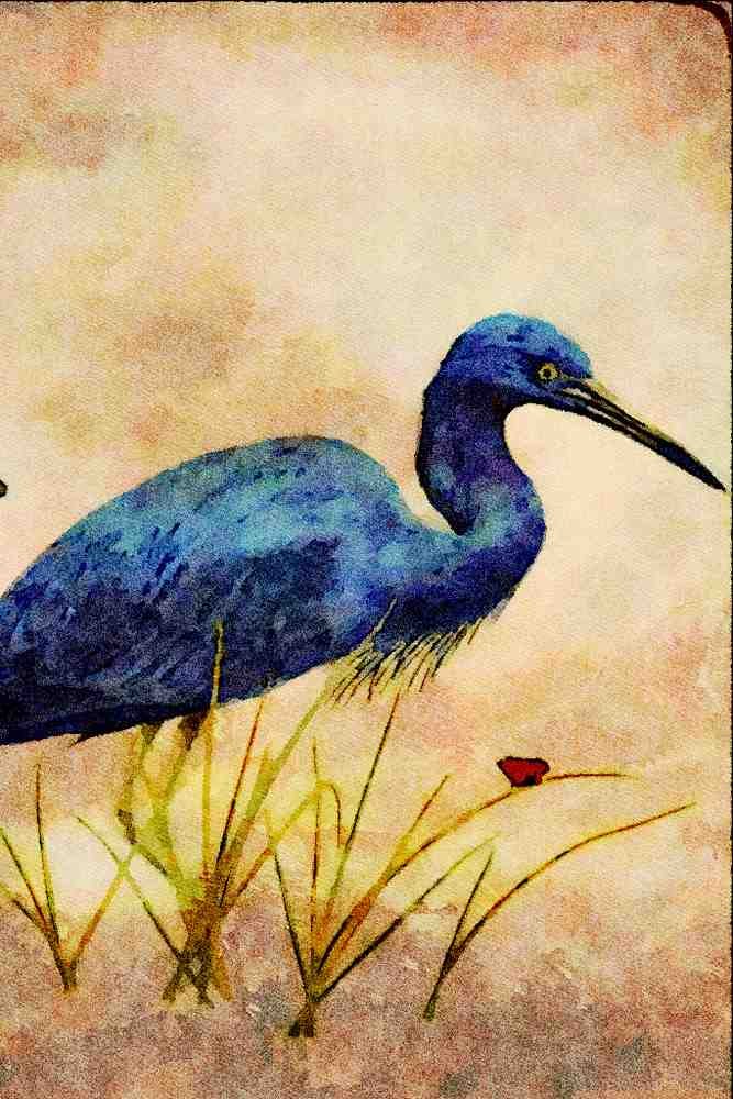 591038 Little Blue Heron A4 Limited Edition Watercolour Print