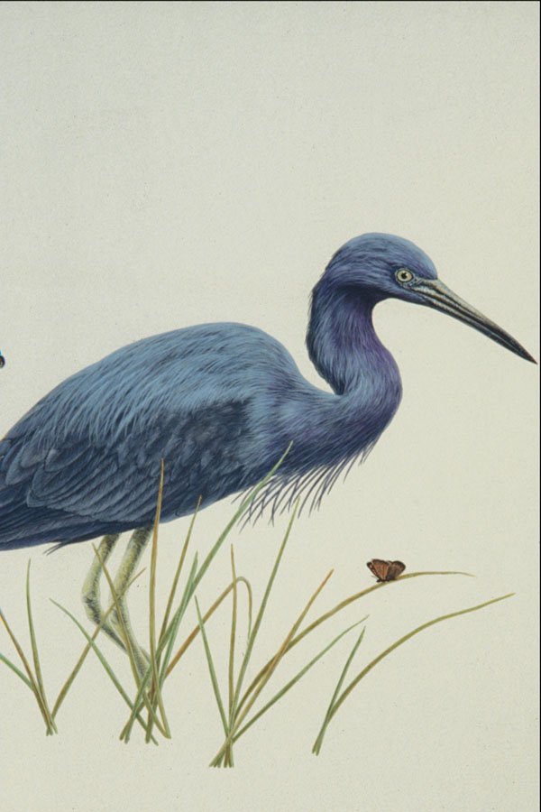 591038 Little Blue Heron A4 Photo Print