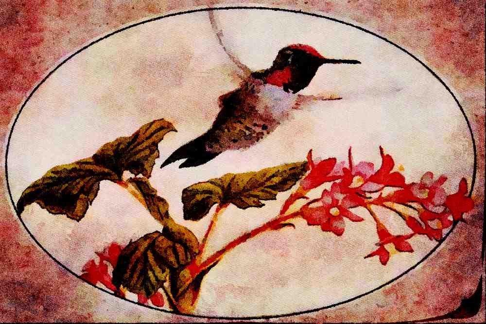 591039 Anna's Hummingbird A4 Limited Edition Watercolour Print