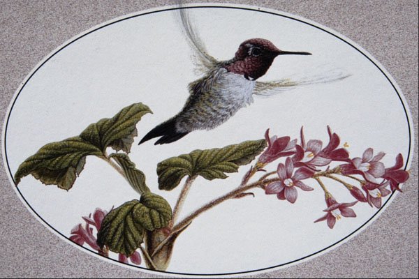 591039 Anna's Hummingbird A4 Photo Print