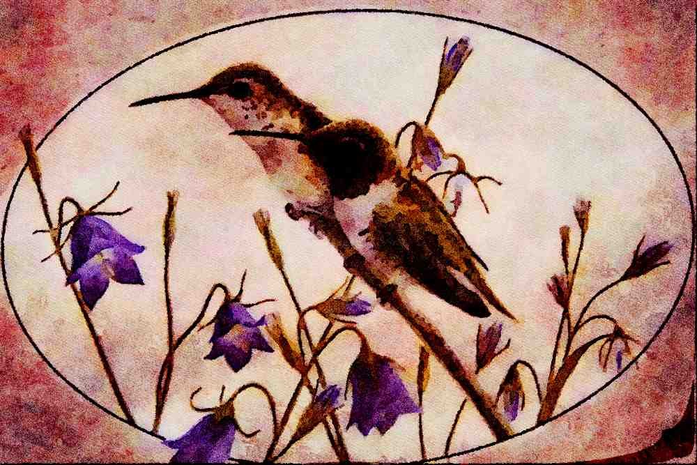 591040 Black chinned Hummingbirds A4 Limited Edition Watercolour Print