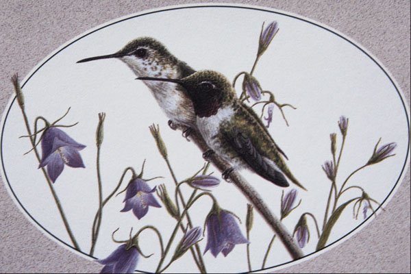 591040 Black chinned Hummingbirds A4 Photo Print