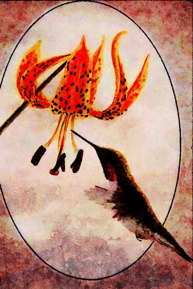 591041 Ruby throated Hummingbird A4 Limited Edition Watercolour Print