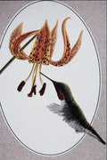 591041 Ruby throated Hummingbird A4 Photo Print