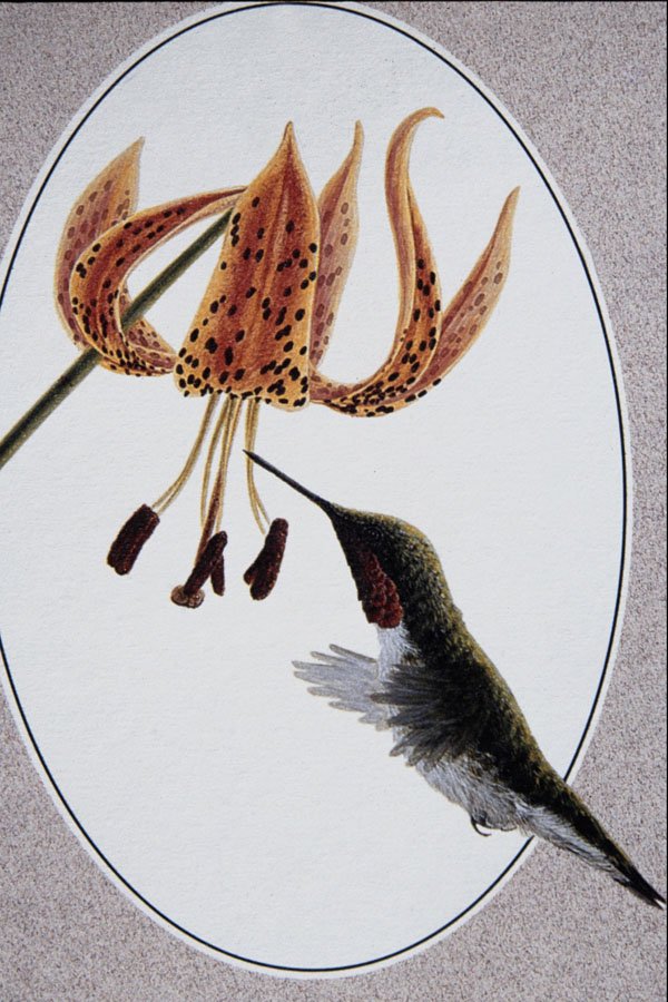 591041 Ruby throated Hummingbird A4 Photo Print